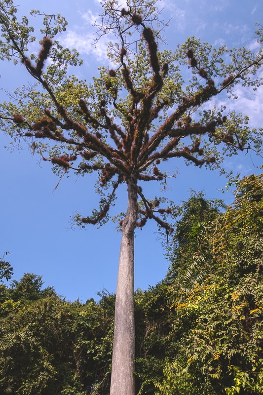 Visiting The Tikal Mayan Ruins in 2023 Everything You Need To Know!